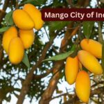 Mango City Of India: Why May is the best time to visit the “Mango City of India” and how to reach here