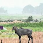 Over 3,000 nilgai killed to curb crop damage. Patna News