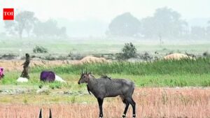 Over 3,000 nilgai killed to curb crop damage. Patna News