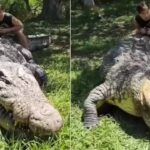 Meet Henry: The world’s oldest crocodile, still alive at 124 and still growing |