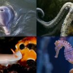 Strange animal sex facts you probably didn’t know about |