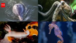 Strange animal sex facts you probably didn’t know about |