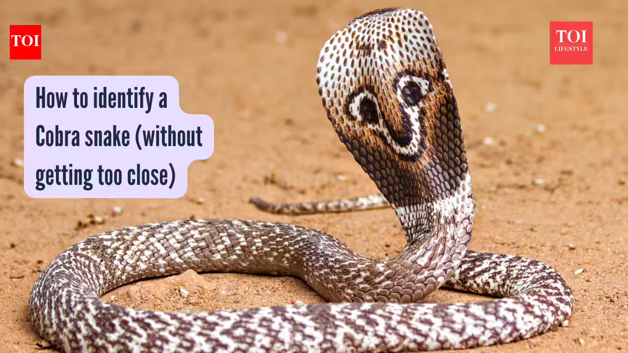 How to identify a Cobra snake (without getting too close)