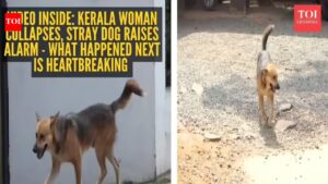 Kerala Woman Collapses: Video inside: Kerala woman collapses, stray dog ​​raises alarm – what happened next is heartbreaking