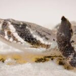 How king cobra, pythons and other venomous snakes get their scientific names: The shocking process behind hidden naming rules |