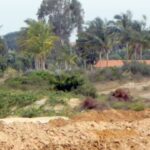 Elephants enter village near Krishnagiri. Coimbatore News