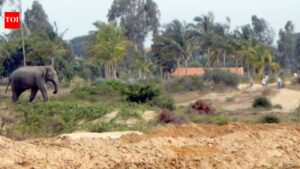 Elephants enter village near Krishnagiri. Coimbatore News