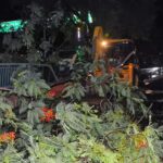 Storm disrupts power supply, topples 150-year-old tree in Dumraon. Patna News