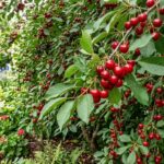 Forget the fence: 7 beautiful fruit trees that double as privacy screens |