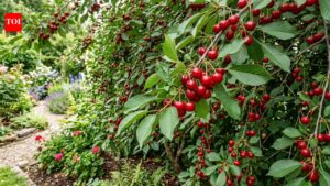 Forget the fence: 7 beautiful fruit trees that double as privacy screens |