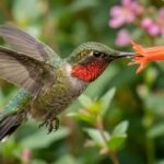 Stop guessing: This live tracker shows exactly where hummingbirds are right now |