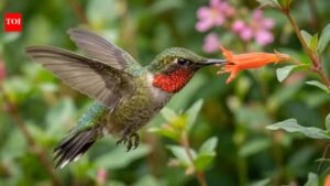 Stop guessing: This live tracker shows exactly where hummingbirds are right now |