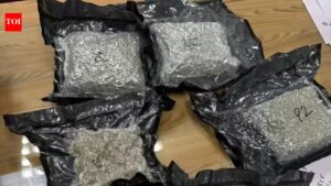 Pune customs authorities catch more than 3kgs of hydroponic weed worth Rs. 1.17 crore from two persons at airport | Pune News
