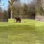 Bear Stealing Flag: Jammu and Kashmir CM Omar Abdullah shares video of bears ‘stealing’ flag at Srinagar golf course. Srinagar News