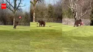 Bear Stealing Flag: Jammu and Kashmir CM Omar Abdullah shares video of bears ‘stealing’ flag at Srinagar golf course. Srinagar News