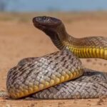 How to identify an Inland Taipan snake: Key features, habitat clues, and more