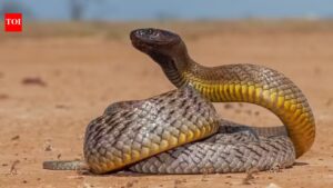 How to identify an Inland Taipan snake: Key features, habitat clues, and more