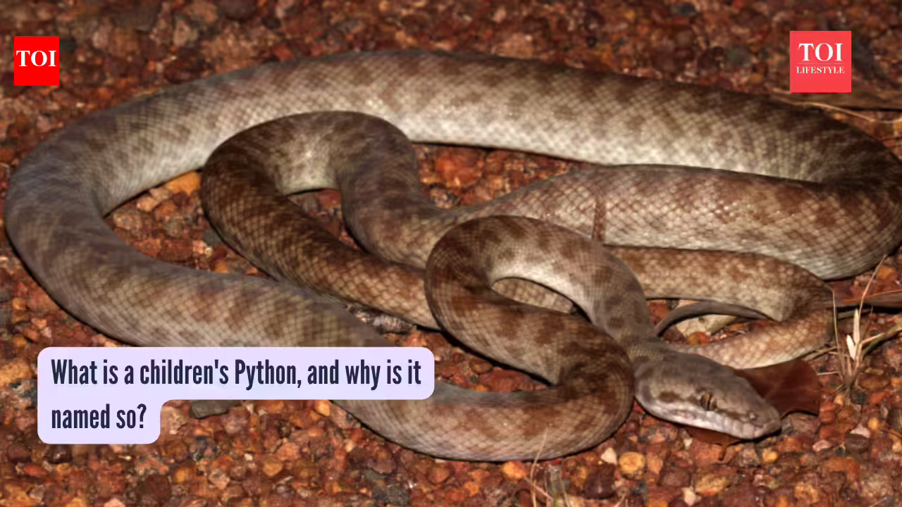 What is a children’s Python, and why is it named so? |
