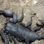 Not just venom, the surprising metals inside scorpions’ structure make their sting stronger.