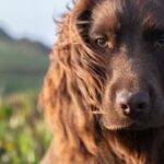 Meet Otto, the new member of British royal family who just turned 1
