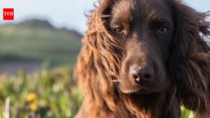 Meet Otto, the new member of British royal family who just turned 1