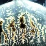 Venomous ‘box jellyfish’ found in Indian waters, study advises caution Goa News