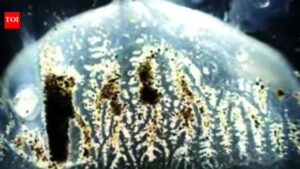 Venomous ‘box jellyfish’ found in Indian waters, study advises caution Goa News