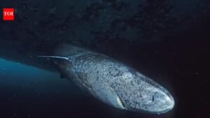 Scientists say this “sleepy” shark may be the oldest living vertebrate on Earth.