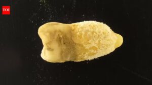 700-year-old Bolivian mummy tooth reveals scarlet fever bacterium before Europeans arrived |