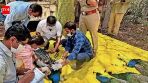 H5N1 Avian Influenza: 44 peacock deaths in Karnataka’s Tumakuru linked to H5N1 avian influenza; 33 villages on high alert | Bengaluru News