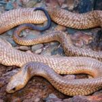 King Brown: How to identify a Mulga (King Brown) snake