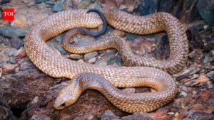 King Brown: How to identify a Mulga (King Brown) snake