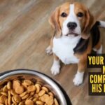 Dog Immune System: 7 clinical signs your dog’s diet is compromising immunity