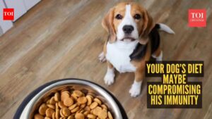 Dog Immune System: 7 clinical signs your dog’s diet is compromising immunity