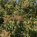 Krishnagiri mango farmers suffer losses; many start felling trees. Coimbatore News