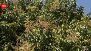 Krishnagiri mango farmers suffer losses; many start felling trees. Coimbatore News