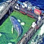 ‘Timmy’ the stranded whale rescued, returned to North Sea