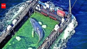 ‘Timmy’ the stranded whale rescued, returned to North Sea
