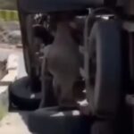 Bus overturns after driver suffers chest pain in Himachal Pradesh’s Kangra; 24 injured Shimla News
