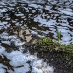River pollution in Moray leads to fish and bird deaths in environmental disaster.