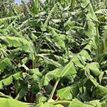 Storm, hail damage crops across Uttarakhand; farmers fear losses | Dehradun News