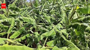 Storm, hail damage crops across Uttarakhand; farmers fear losses | Dehradun News