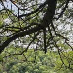 Haryana begins sacred grove identification drive. Gurgaon News