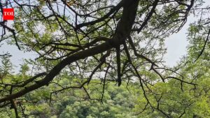 Haryana begins sacred grove identification drive. Gurgaon News