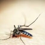 The malaria map: How a 74,000-year war with a tiny parasite forced humanity to rearrange the world |