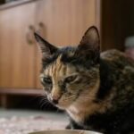 Scientists explain why your cat suddenly walks away from food halfway through, then comes back minutes later.