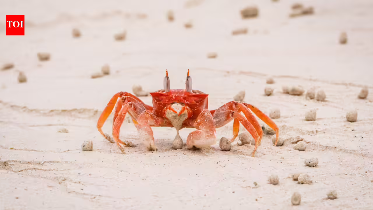 Biologists uncovered why so many animals evolve into crabs but only true crabs walk sideways.