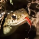 Can snakes recognize humans? What science actually says about reptiles’ memory, senses, and ‘recognition’.