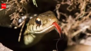 Can snakes recognize humans? What science actually says about reptiles’ memory, senses, and ‘recognition’.