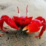 The curious case of crabs’ sideways movement: An evolution 200 million years in the making |